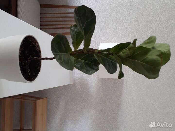 Фикус лирата