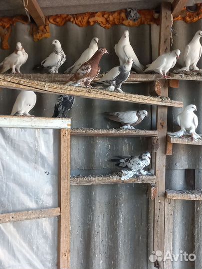 Продажа голубей