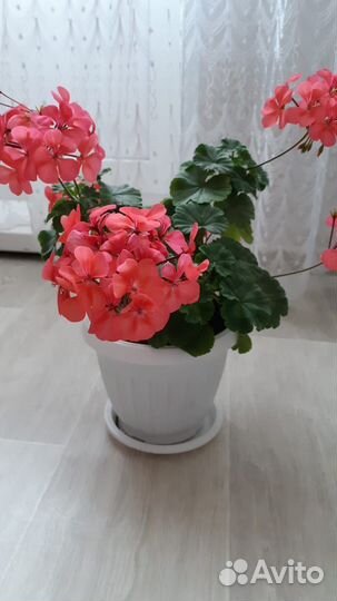 Комнатные цветы