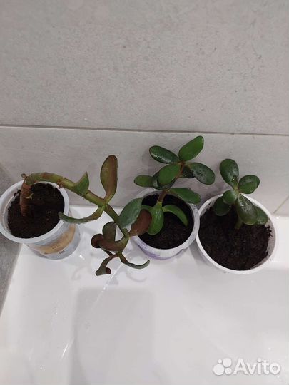 Крассула (толстянка, денежное дерево)