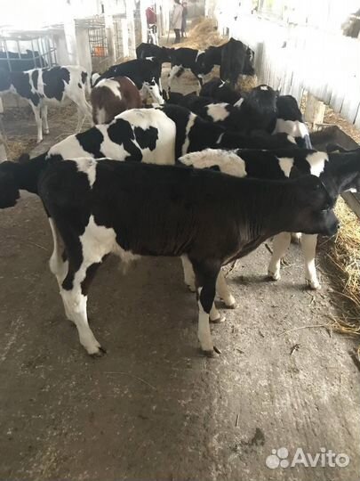 Бычки телята