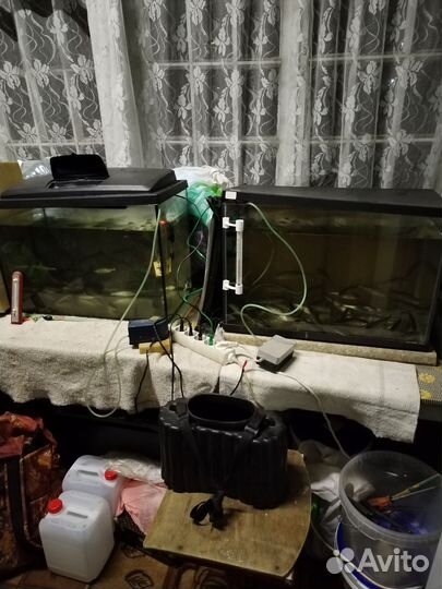 Живец очень активный, плотва