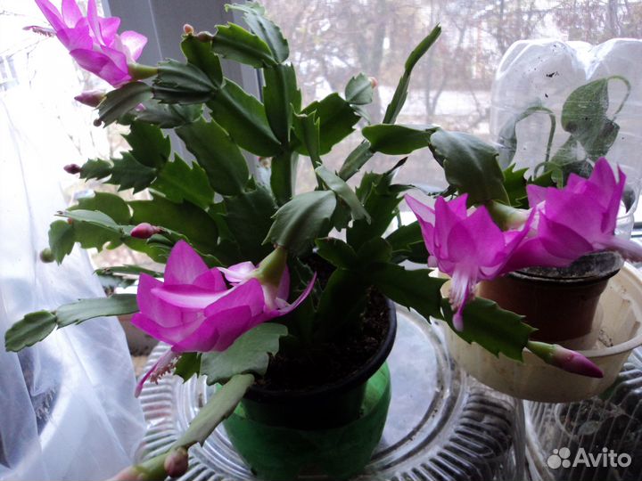 Декабрист Красный и Белый