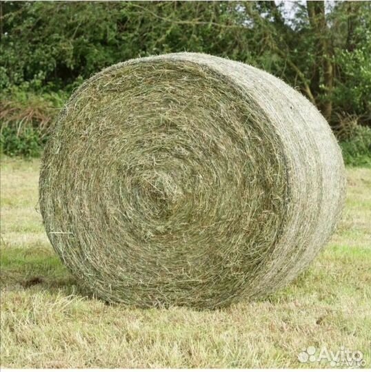 Сено люцерка костер в рулонах