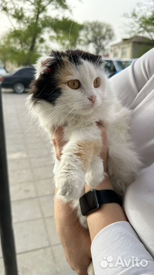 Кошки в добрые руки