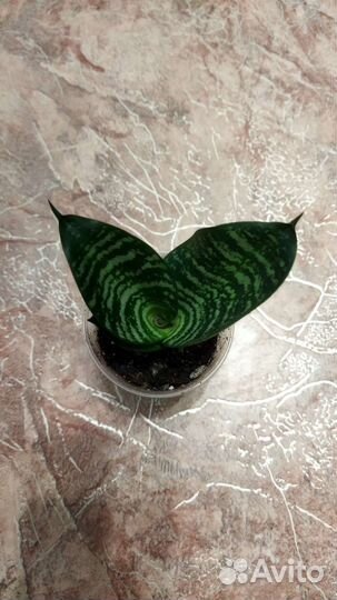 Сансевиерия Аубрутиана Дракон,Тайгер Стар