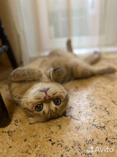 Кот шотландец вязка