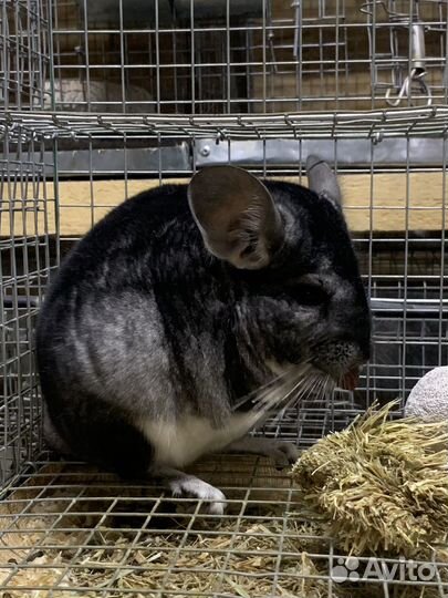 Шиншилловая мини ферма