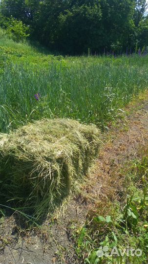 Тюкованное Сено. 2023 г