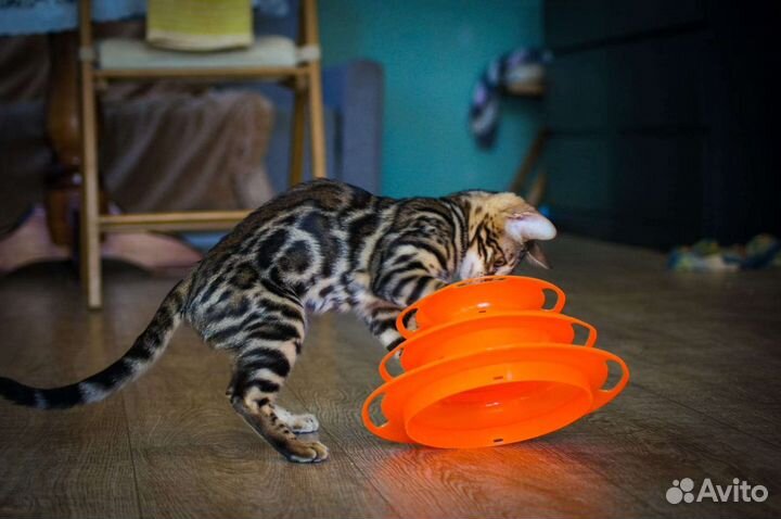 Бенгальская кошечка