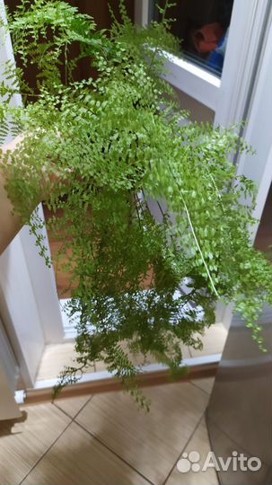 Папоротник нефролепис с разными вайями