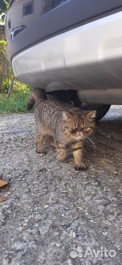 Котик экзот