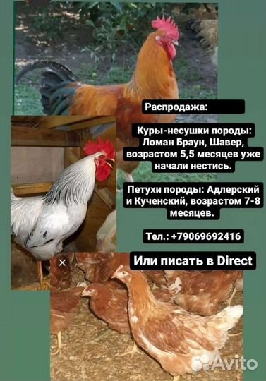 Куры Молодки и несушки