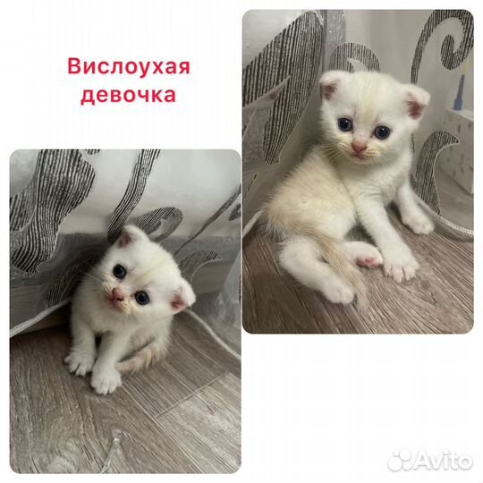 Шотландские котята