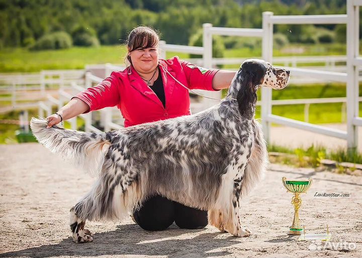Хендлер, Фитнес, Грумер