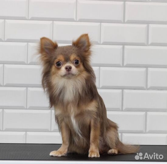 Вязка чихуахуа