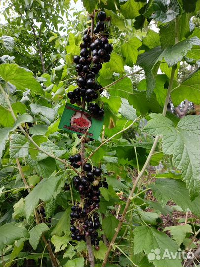 Саженцы смородины