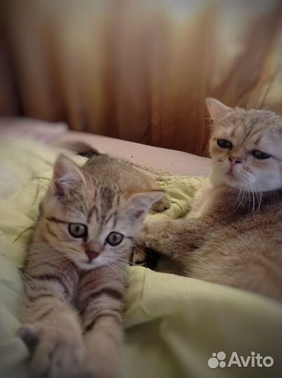 Британский котенок