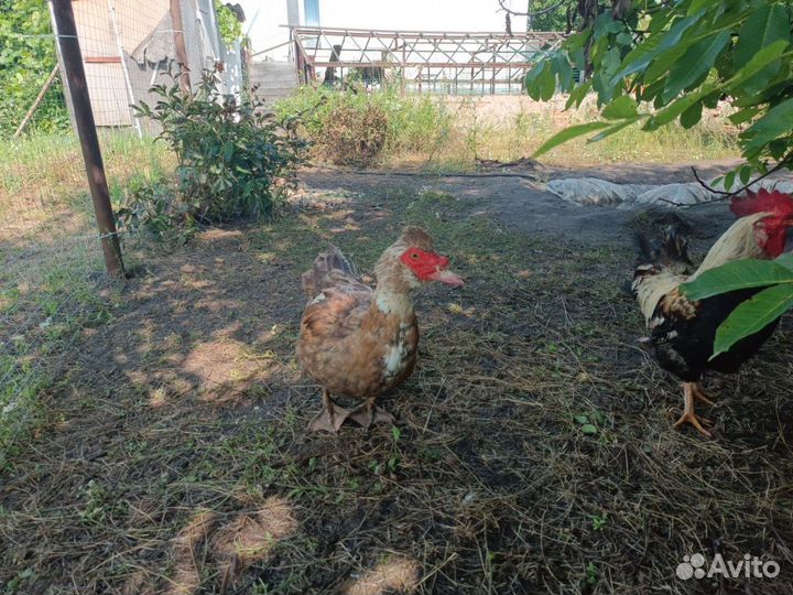 Мускусные утки