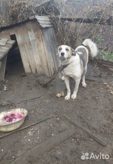 Собака в беде в добрые руки