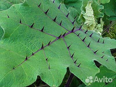 Наранхилла наранхилья укорененные черенки