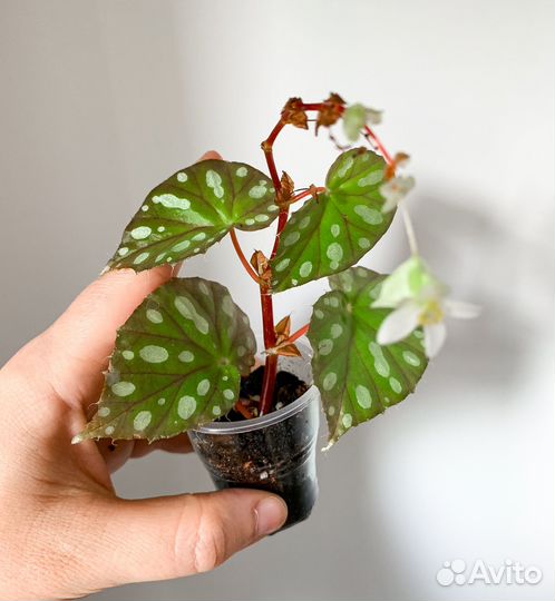 Редкие бегонии 1. Кейны