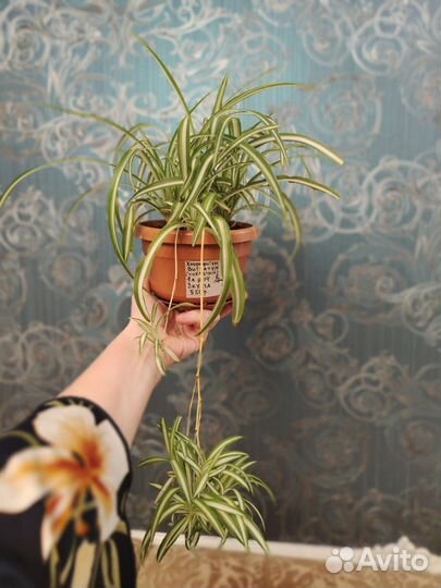 Хлорофитум хохлатый сорт Виттатум