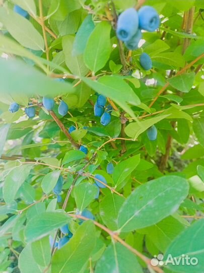 Жимолость съедобная