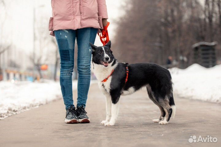Собака в добрые руки / щенок в дар