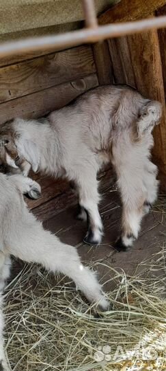 Альпийские козлята