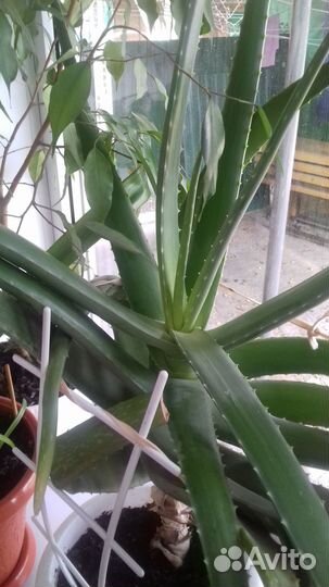 Листья Алоэ лечебного