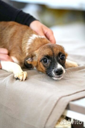 Маленькая собака из отлова