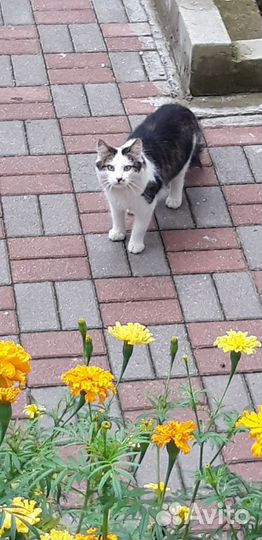 Котик бесплатно