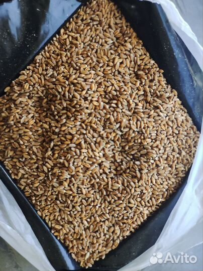 Зерно пшеница / пшеница / 5 кг