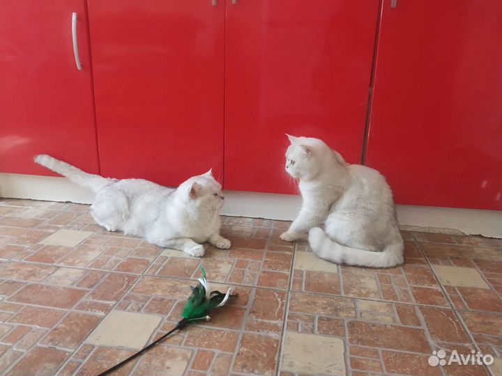 Кот Бакс в драгоценной шубке. Вязка