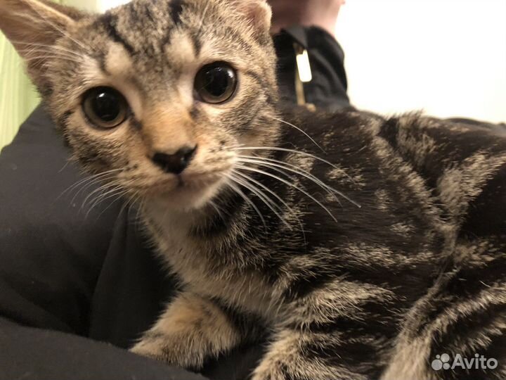 Два мальчика в добрые руки