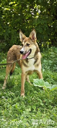 Метис лайки щенок в добрые руки