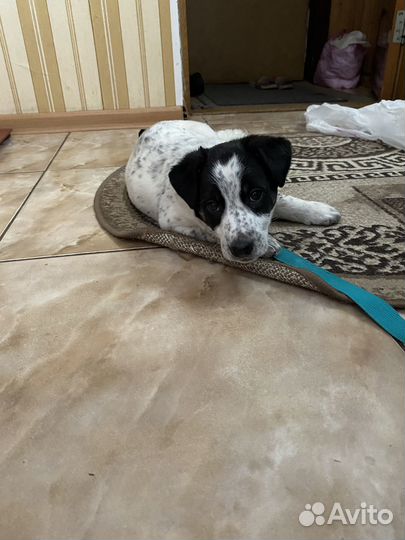 Маленький песик