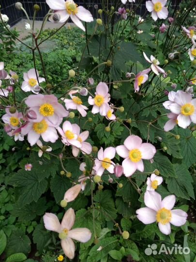 Многолетние растения