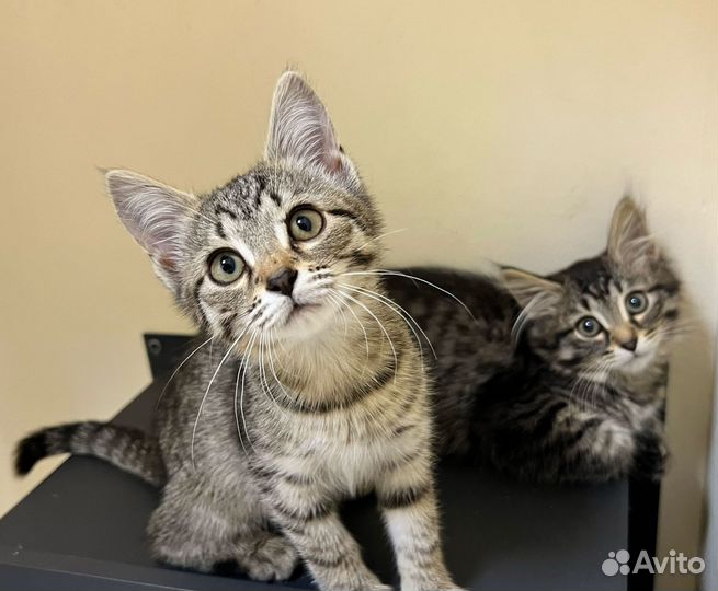 Котята в дар бесплатно
