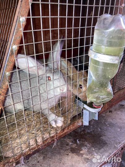 Кролики мясных пород