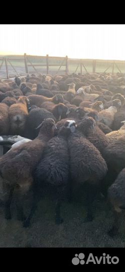 Эдильбаевские ярочки