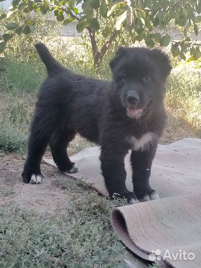 Среднеазиатская овчарка