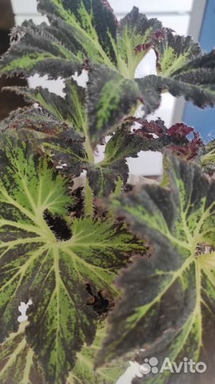 Бегония Чёрный принц или паломар принц