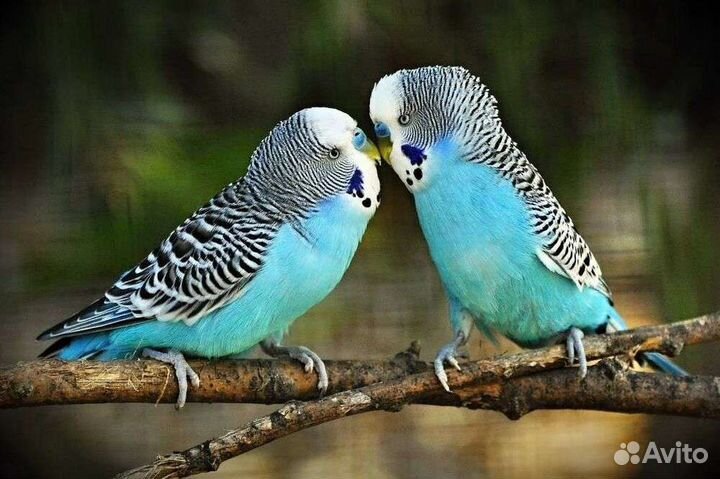 Волнистые попугаи молодые опт