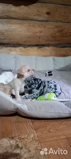 Чихуашечки