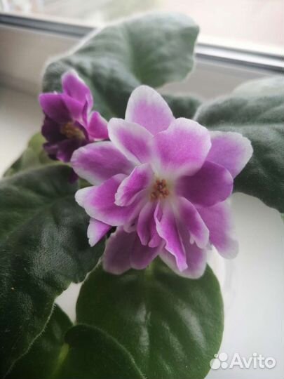 Фиалка рс Вавилон