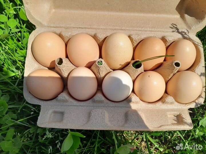 Домашние куриные яйца