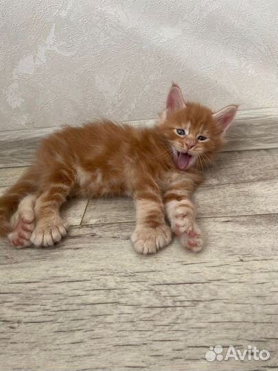 Мейн-кун полидакт (вязка)