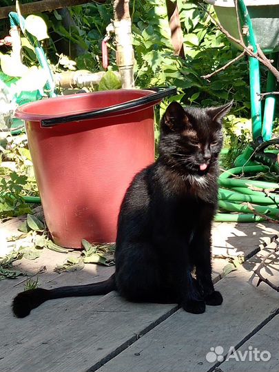 Кошка в дар